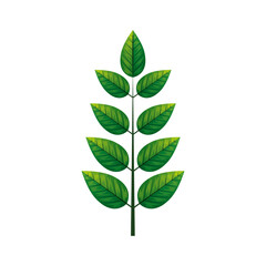 botanical, green leaves, herbs and branch on white background vector illustration design