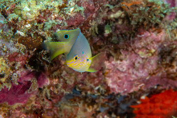 Ocellate damselfish, Pomacentrus vaiuli in a tropical coral reef of Andaman sea