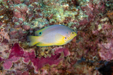 Fototapeta na wymiar Ocellate damselfish, Pomacentrus vaiuli in a tropical coral reef of Andaman sea