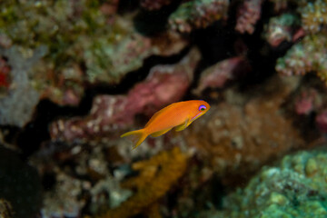 Sea Goldie, Pseudanthias squamipinnis in a tropical coral reef of Andaman sea