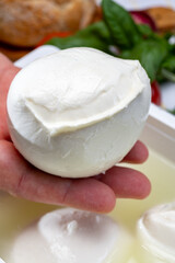 Cheese maker holding in hand fresh handmade soft Italian cheese from Campania, white balls of buffalo mozzarella cheese made from cow milk in container with water
