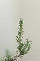 Decor Image Close Up