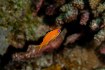 Naklejka na ściany i meble Sea Goldie, Pseudanthias squamipinnis in a tropical coral reef of Andaman sea