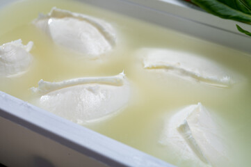 Cheese shop, fresh handmade soft Italian cheese from Campania, white balls of buffalo mozzarella cheese made from cow milk in container with water