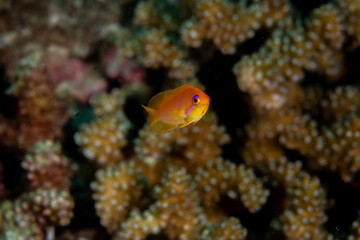 Obraz na płótnie Canvas Sea Goldie, Pseudanthias squamipinnis in a tropical coral reef of Andaman sea