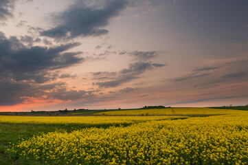 Fototapeta premium zachód słońca nad polami rzepaku