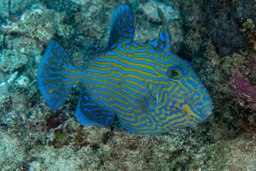 Yellowspotted Triggerfish, Pseudobalistes fuscus 