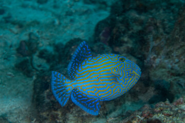 Yellowspotted Triggerfish, Pseudobalistes fuscus 