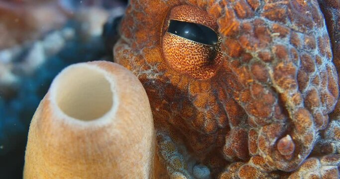 wrinkled octopus fish acting strange underwater hiding ocean scenery