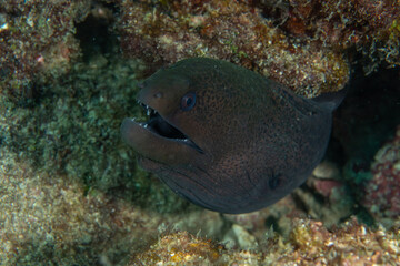 Giant Moray Eel, Gymnothorax Javanicus