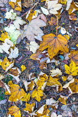 yellow dry oak leaves texture