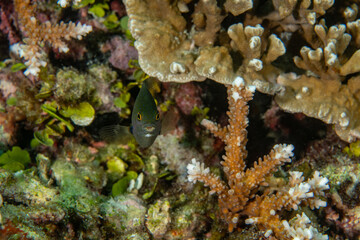 Fototapeta na wymiar Jewel Damsel, Plectoglyphidodon lacrymatus in a tropical coral reef of Andaman sea