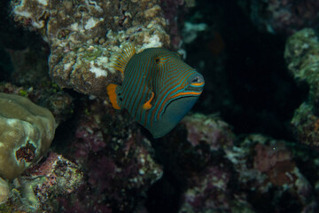 Naklejka na ściany i meble Orange-striped Triggerfish, Balistapus undulatus in a tropical coral reef
