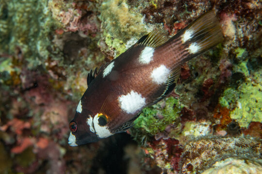 Female axilspot hogfish (Bodianus axillaris) close-up on a tropical reef