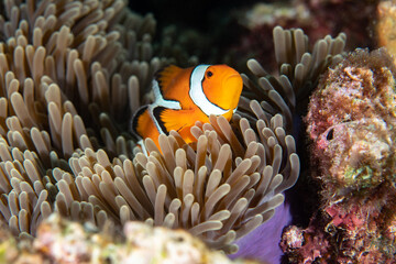 Fototapeta na wymiar Ocellaris Clownfish, Amphiprion ocellaris swimming among the tentacles of its anemone home. 