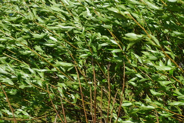 The green background of the shrubs and trees. Plants. Flowering. Suitable for background.