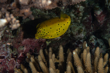 Yellow Boxfish, Ostracion cubicus closeup in tropical Andaman sea
