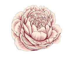 Light pink peony wedding decoration 300 dpi digital art