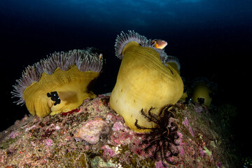 A couple of anemones, open and semi-closed together with their inhabiting fishes and a wandering...