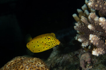 Yellow Boxfish, Ostracion cubicus closeup in tropical Andaman sea