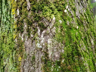 Obraz premium 初夏のモミジバフウの幹