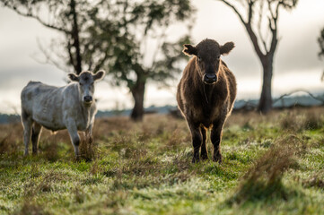 cattle grazing on grass