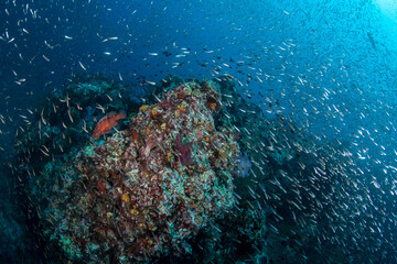 Colourful coral reef and shoal of fish in a tropical sea of Andaman sea