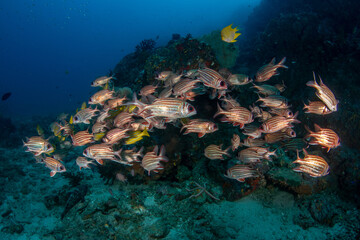 Fototapeta na wymiar School of Red squirrelfish, Sargocentron rubrum in a tropical coral reef of Andaman sea