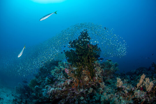 Yellowtail Scads (Atule mate) above a school of smaller fishes on the healthy coral reefs of Andaman Sea, Thailand