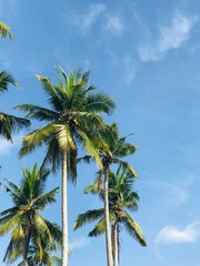 Obraz premium Tall palm trees, Nusa Penida island near Bali, Indonesia, summer beach vibes, travel - vertical photo