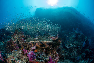 Fototapeta na wymiar Colourful coral reef and shoal of fish in a tropical sea of Andaman sea