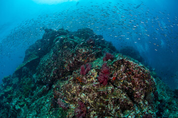Colourful coral reef and shoal of fish in a tropical sea of Andaman sea