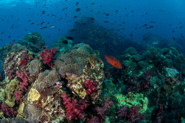 Coral grouper (Cephalopholis miniata) patrolling the coral reefs surrounded by miriad of smaller...
