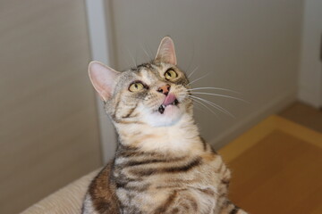 舌を少し出して上を見る猫アメリカンショートヘア