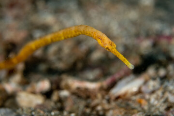 Portrait of Bentstick Pipefish, Trachyrhamphus bicoarctatus 