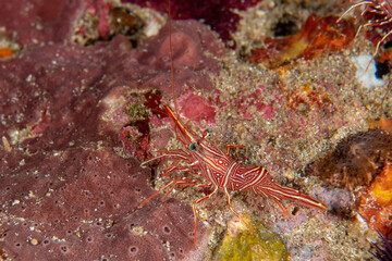 Durban Dancing Shrimp, Rhynchocinetes durbanensis in a tropical coral reef of Andaman sea 