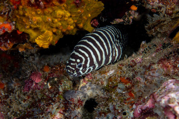 Zebra moray eel, Gymnomuraena zebra living in a tropical coral reef of Similan Islands Thailand. 