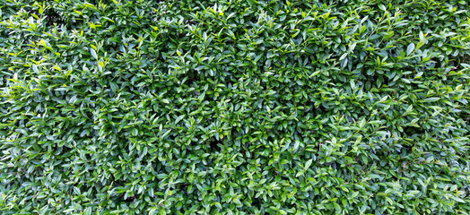 background of green leaf wall