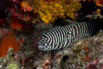Zebra moray eel, Gymnomuraena zebra living in a tropical coral reef of Similan Islands Thailand. 