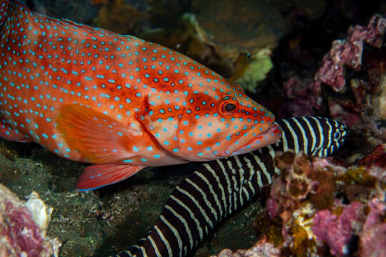 Coral Cod, Cephalopholis miniata with Zebra moray eel in a tropical coral reef of Andaman sea