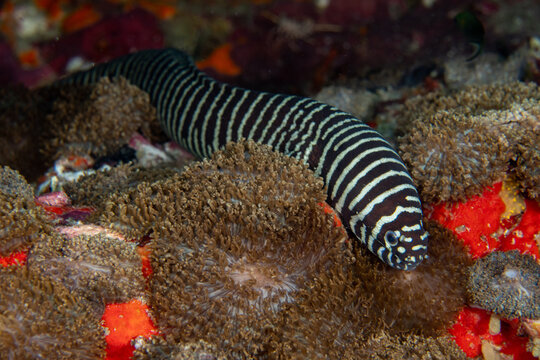 Zebra moray eel, Gymnomuraena zebra living in a tropical coral reef of Similan Islands Thailand. 