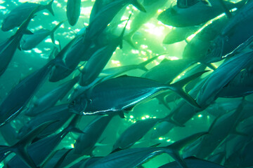 School of Club-nosed Trevally, Carangoides chrysophrys in a tropical coral reef of Andaman sea