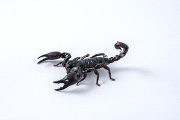 Emperor scorpion, Heterometrus laoticus on white background