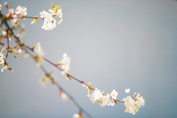 white flowers on a tree branch on grey background