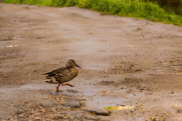 an ordinary duck walks along a country road with puddles after rain
