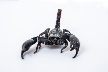 Emperor scorpion, Heterometrus laoticus on white background