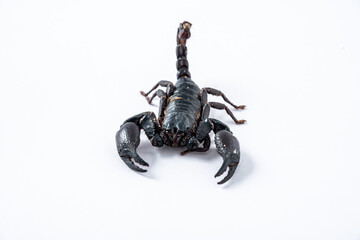 Emperor scorpion, Heterometrus laoticus on white background