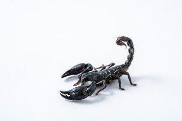 Emperor scorpion, Heterometrus laoticus on white background