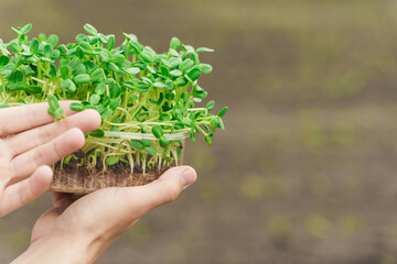 Fototapeta na wymiar Microgreen with soil in hands closeup. Man touches green microgreen of sunflower seeds in hands. Healthy vegeterian food delivery. Empty right side for text of advert
