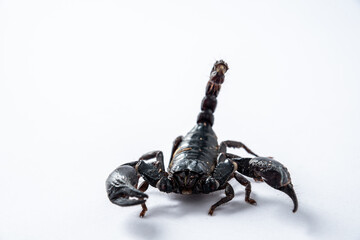 Emperor scorpion, Heterometrus laoticus on white background